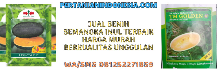 jual,murah,harga murah,unggulan,tembikai inul,mendikai inul